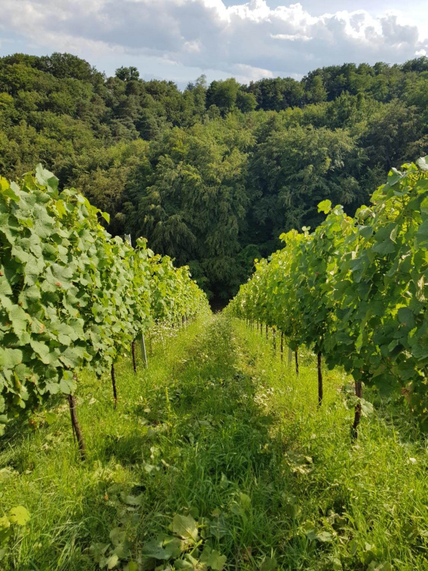 Wine House Kaloh Villa Maribor Bagian luar foto